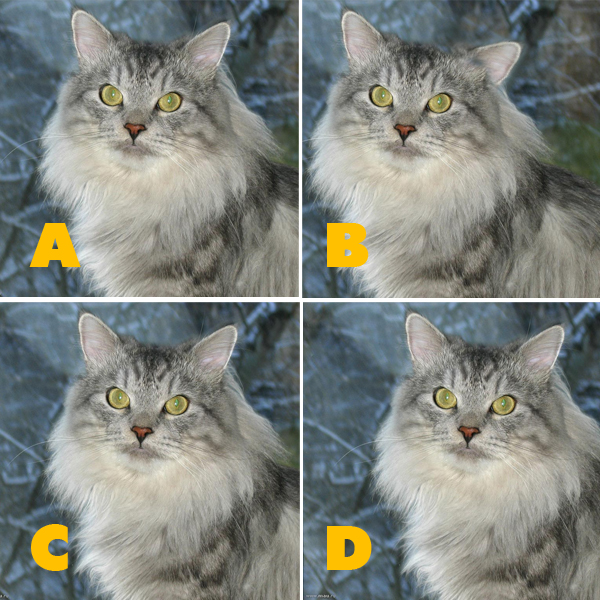 Quiz Diva Kitty Difference Spot The Different Kitty Quiz