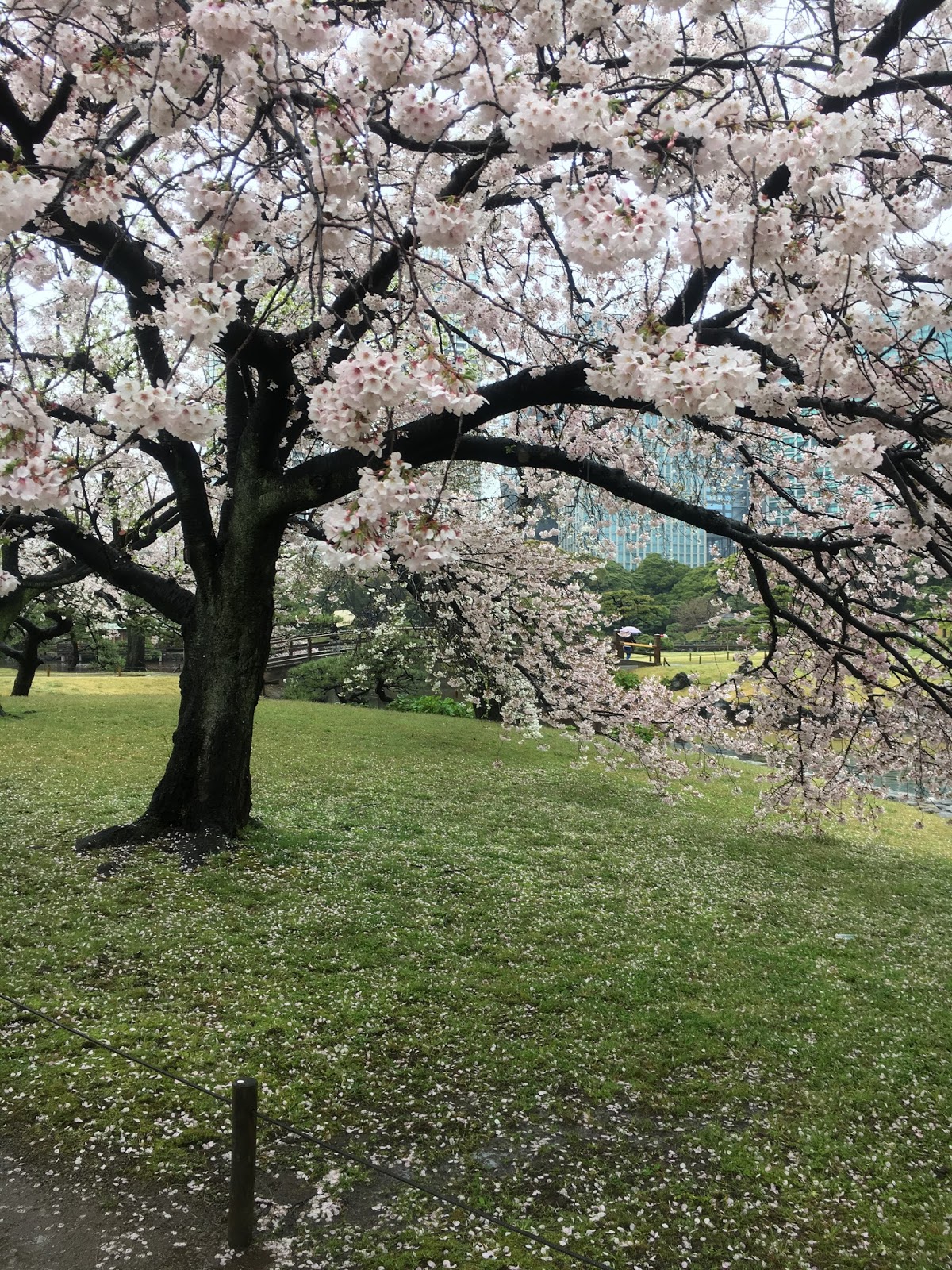 都会のオアシス浜離宮恩賜庭園で雨のお花見