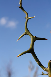 poncirus trifoliata flying dragon