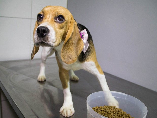 Cão da raça beagle que participava de pesquisas foi retirado do Instituto Royal, em São Roque (SP), por ativistas pelos direitos dos animais, em foto de 18 de outubro de 2013. (Foto: Jardiel Carvalho/Frame/Folhapress)