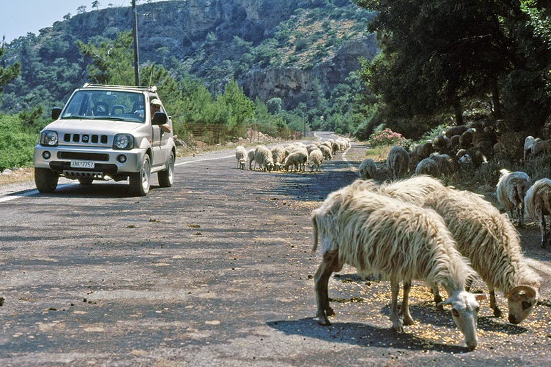Moutons sur la route (Crète, Grèce)