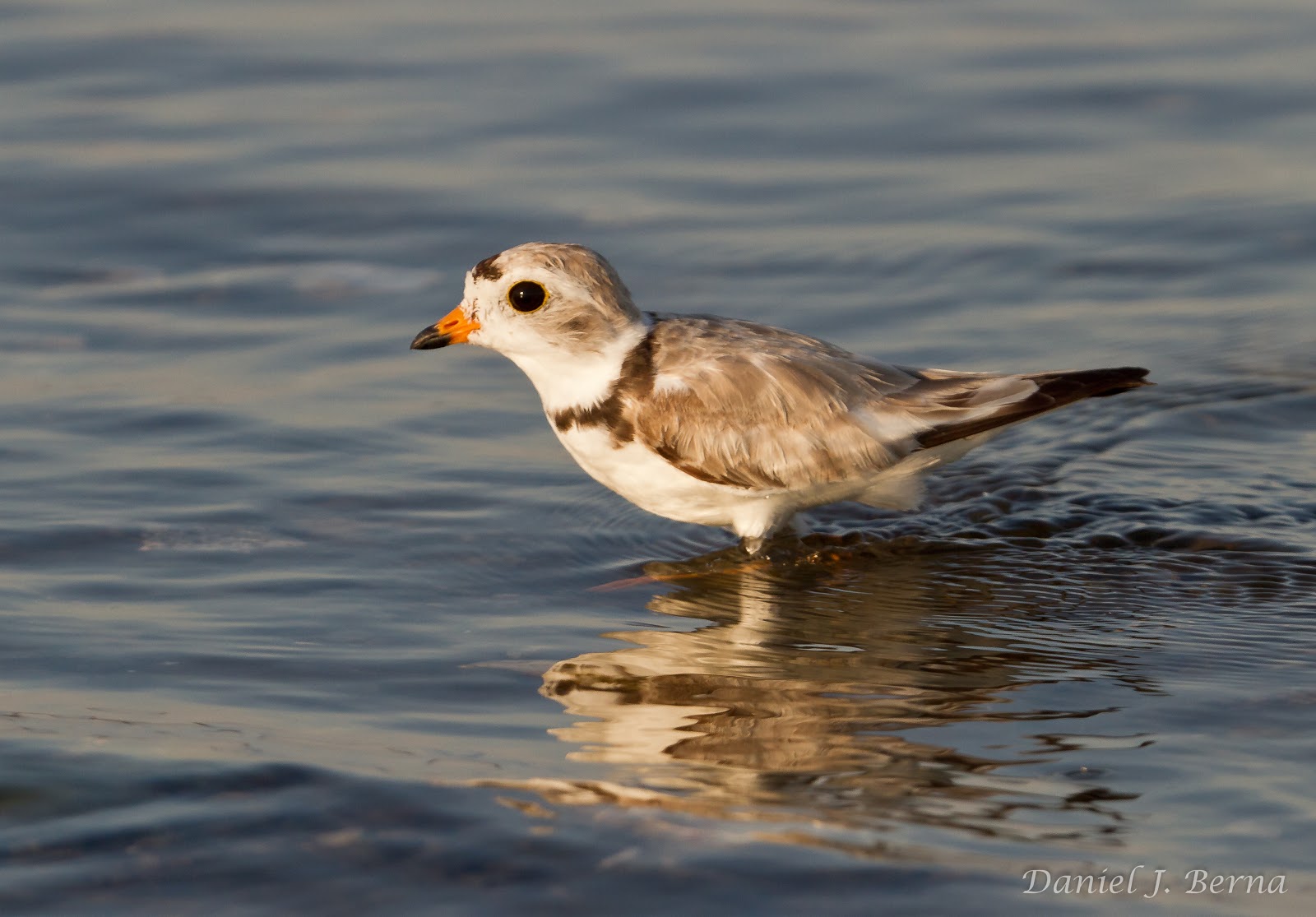 Daniel Berna Photography Piping Plover