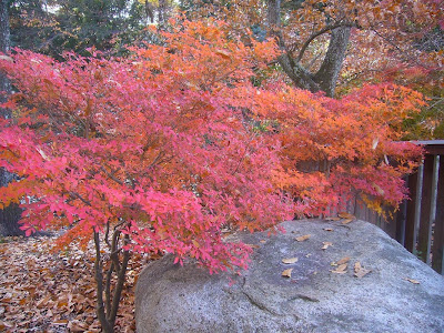 大阪府枚方市・山田池公園の紅葉