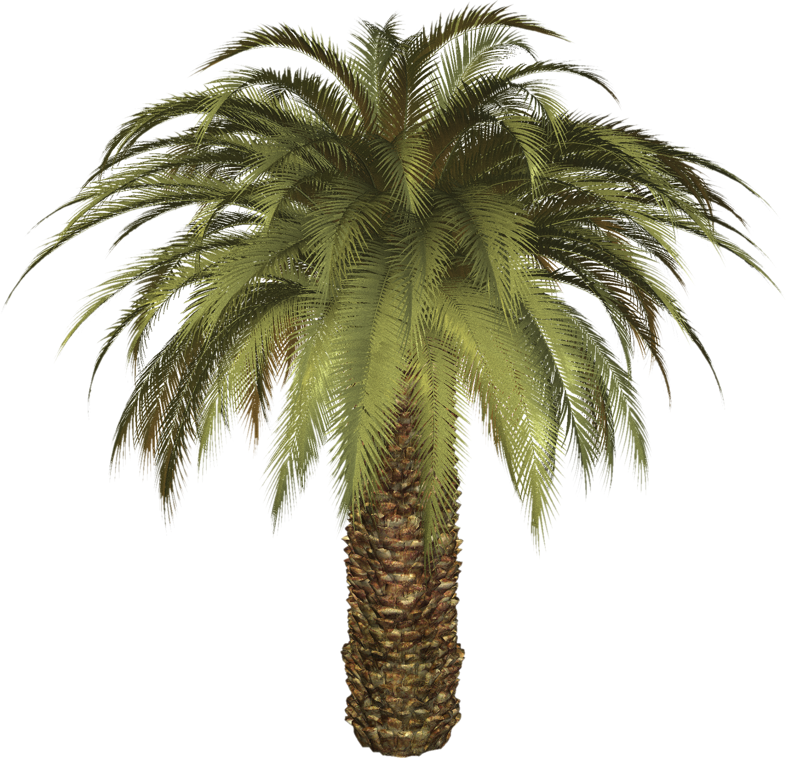 clip art pictures of palm trees - photo #40