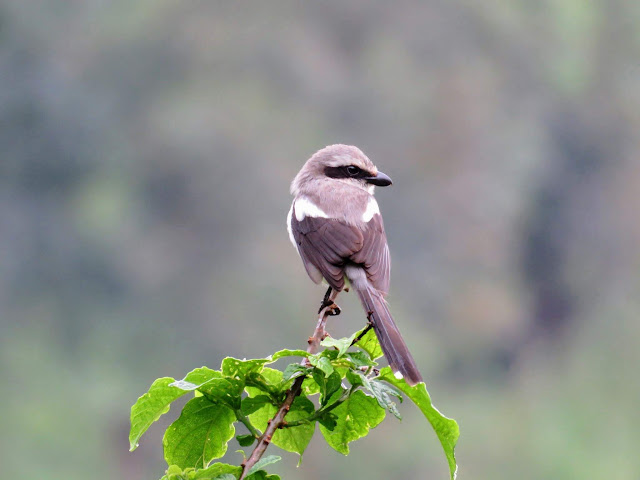 Souza's Shrike in Western Uganda Souza's Shrike in Western Uganda