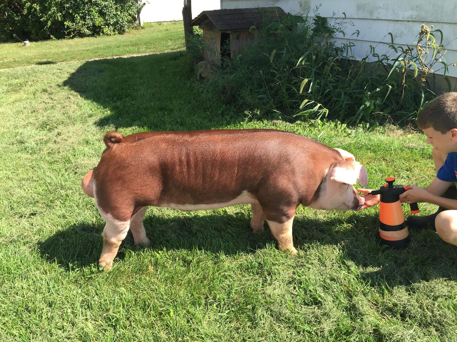 Bona Vista Farm Holly's Herefords