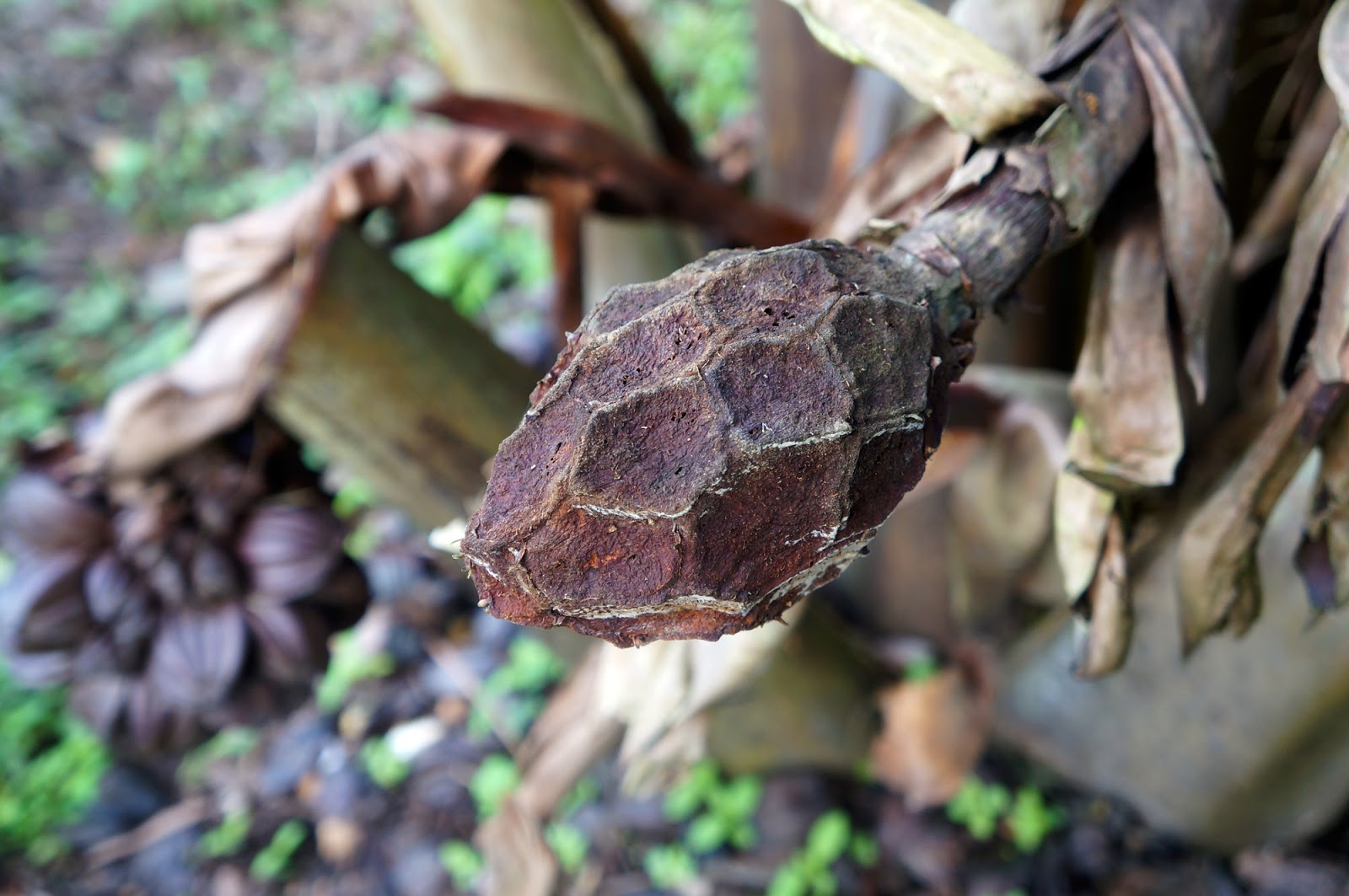 Riverine Parks Nypa fruticans