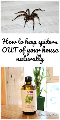natural spider repellent