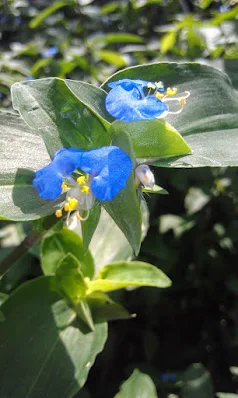 La Commelina erecta ,"flor de Santa Lucía", Dayflower, Widow's tears, White-mouth Dayflower