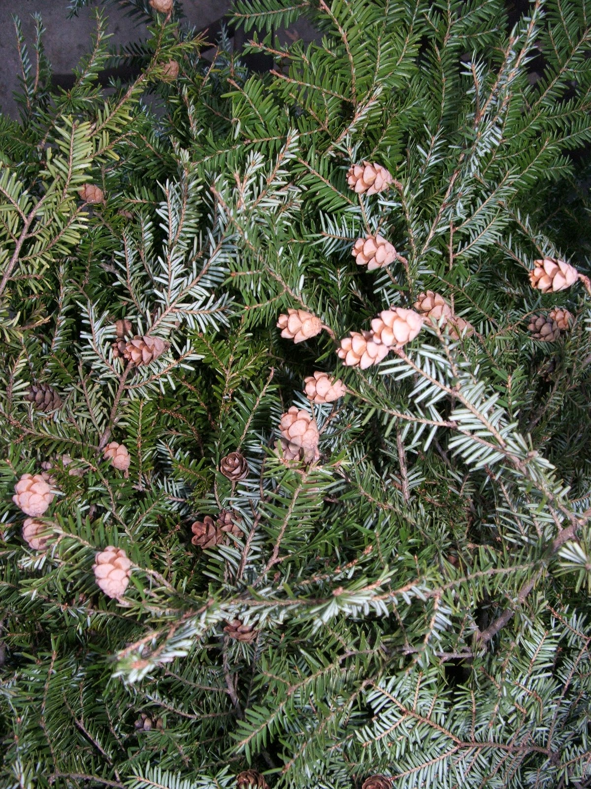 God's Growing Garden: Making Your Own Pine Garland or Cedar Roping