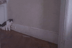 Video de um gato se esquivando de lasers.