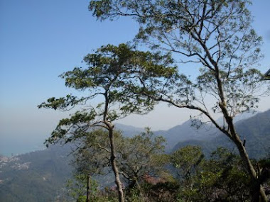 Árvores no Alto do Corcovado - Rio de Janeiro