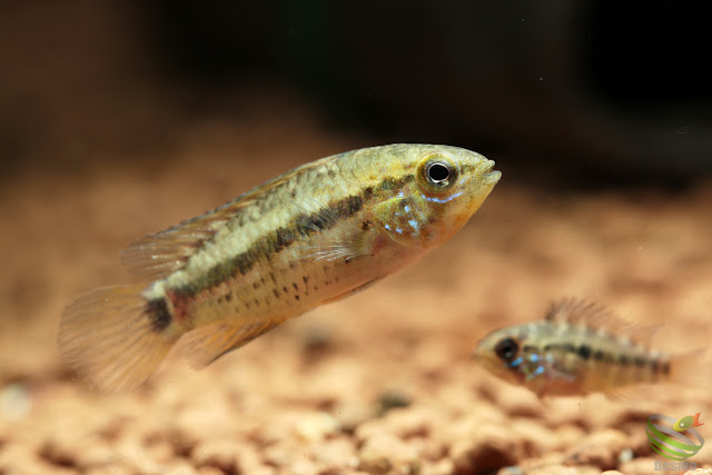 Apistogramma sp. Rio Curua