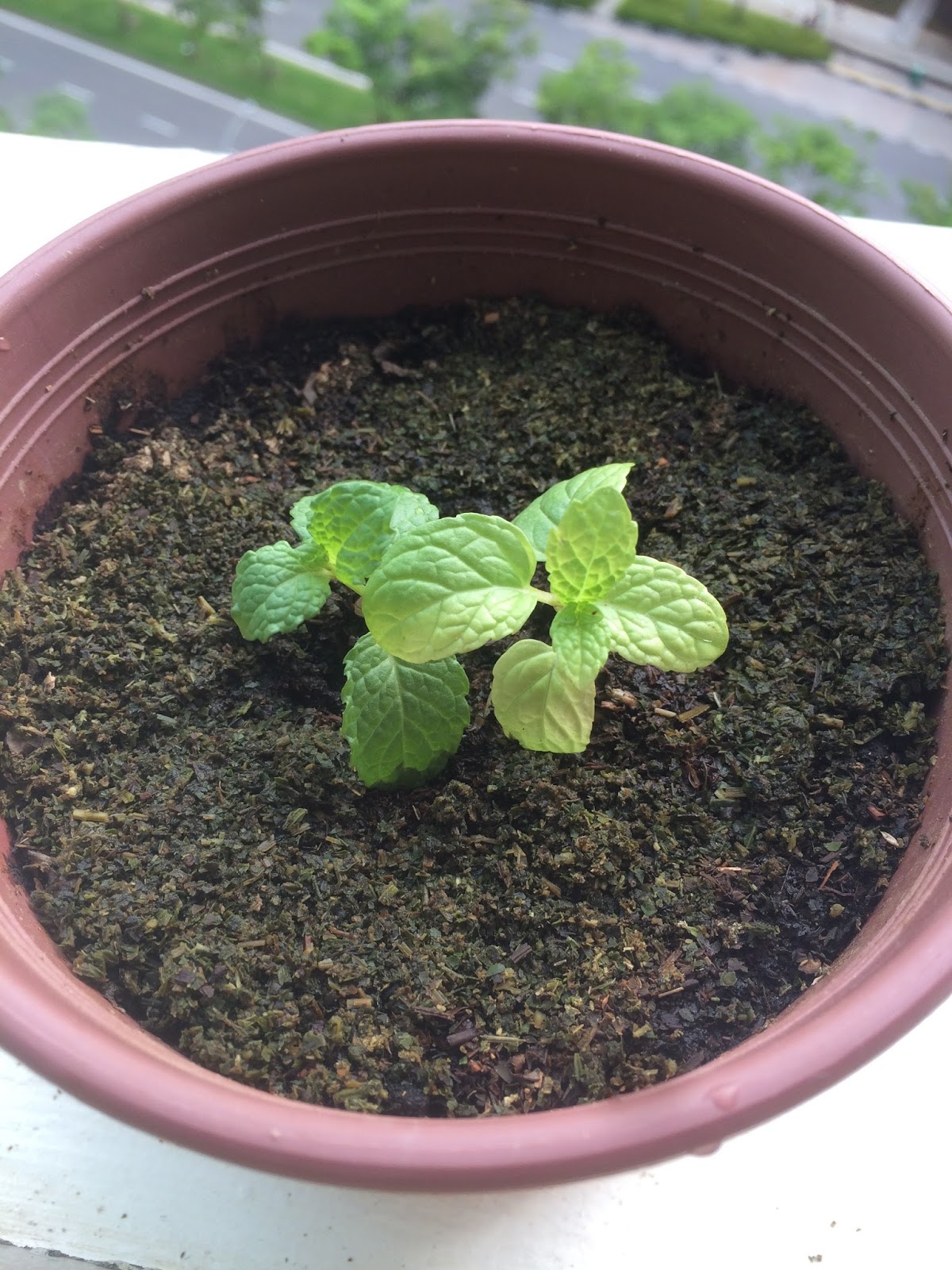Growing Peppermint Moonlit