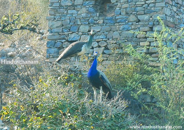 Peacocks in Bhangarh