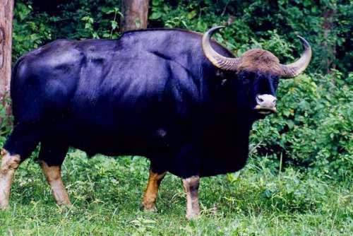 Nepal wildlife - Gaur or Indian Bison (Bos gaurus)