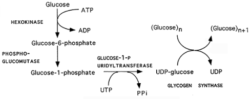 Glikogenenesis Proses Pembentukan Glikogen Jurnal Ku
