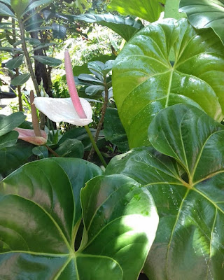 Manfaat Tanaman Kuping Gajah Bagi Kesehatan Ini Khasiat Pengobatannya  Kuping gajah adalah salah satu dari sekian banyaknya tumbuhan yang dimanfaatkan sebagai t Manfaat Tanaman Kuping Gajah Bagi Kesehatan Ini Khasiat Pengobatannya