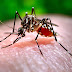  'Focos rojos' por brote de dengue en San Francisco