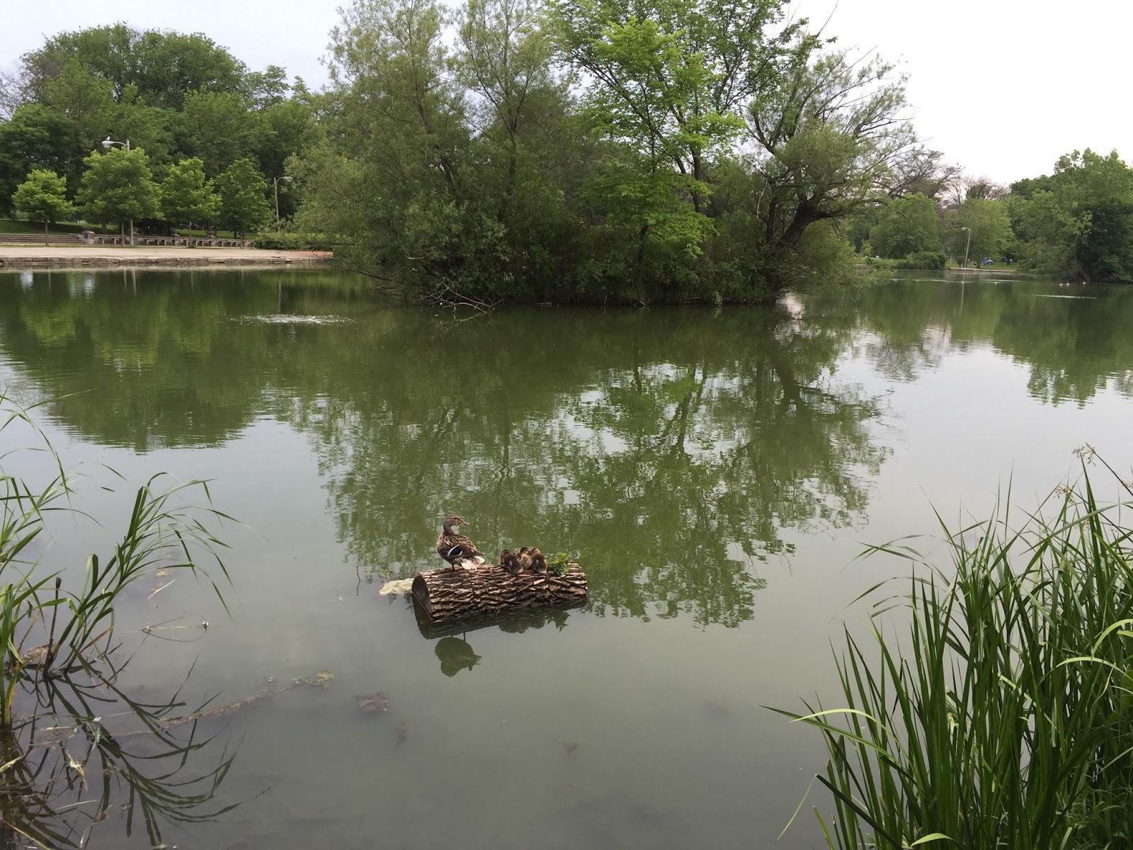 Little House in Chicago 5 reasons to live in McKinley park