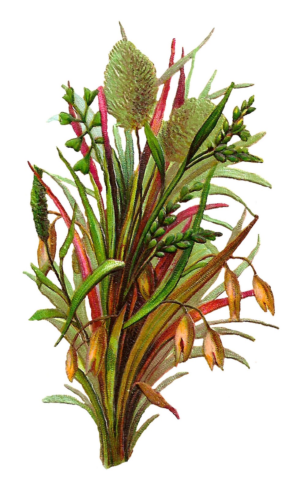 Antique Images Wild Grasses Free Printable Botanical Artwork