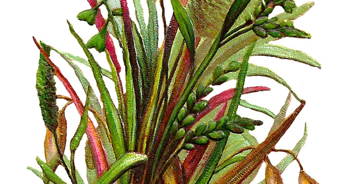 Antique Images: Wild Grasses Free Printable Botanical ... Antique Images: Wild Grasses Free Printable Botanical ...