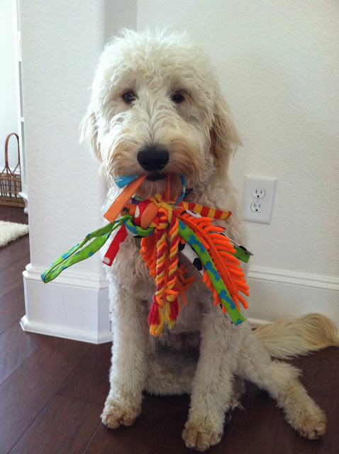 Goldendoodle goldendoodles pup precious labradoodle BeachBrights: Granger the Goldendoodle's, Must Have Holiday List!