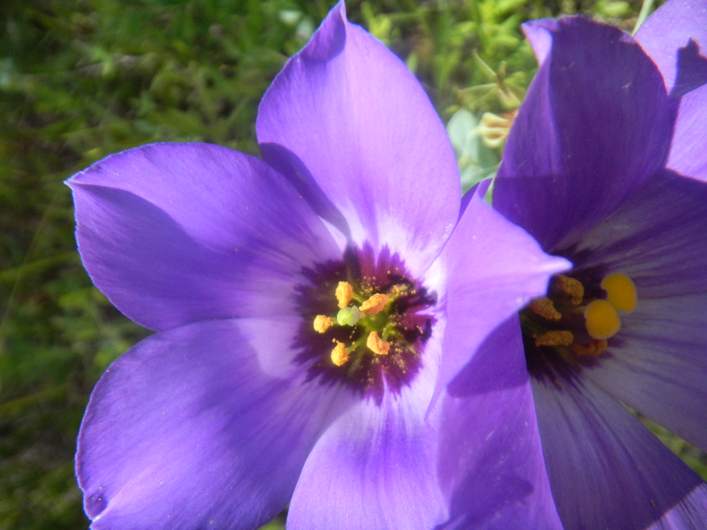balance pose Texas Bluebells