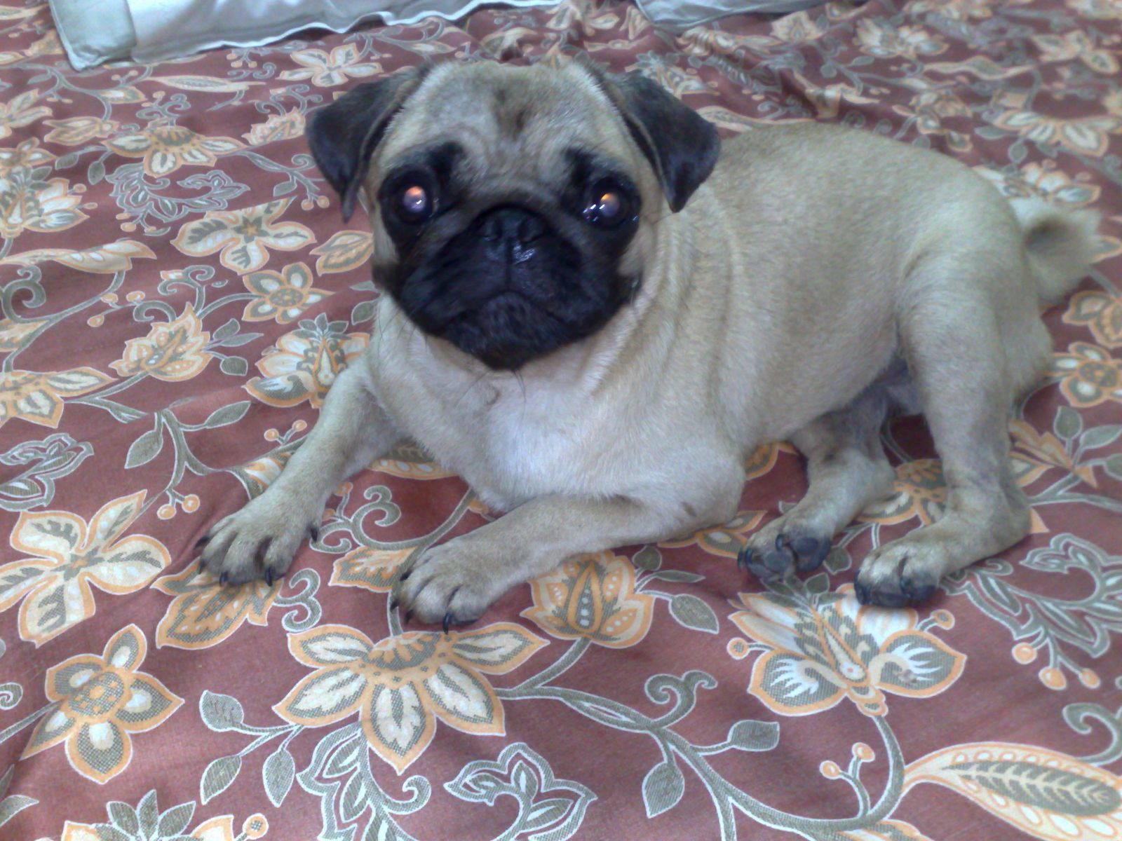 How to take care of your PUG How to take care of PUG