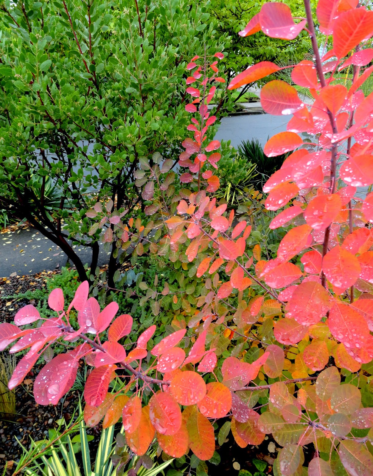 cotinus coggygria royal purple