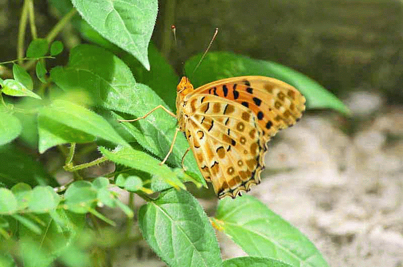 Ryukyu Life Butterfly Motion GIF Marbeled Fritillary