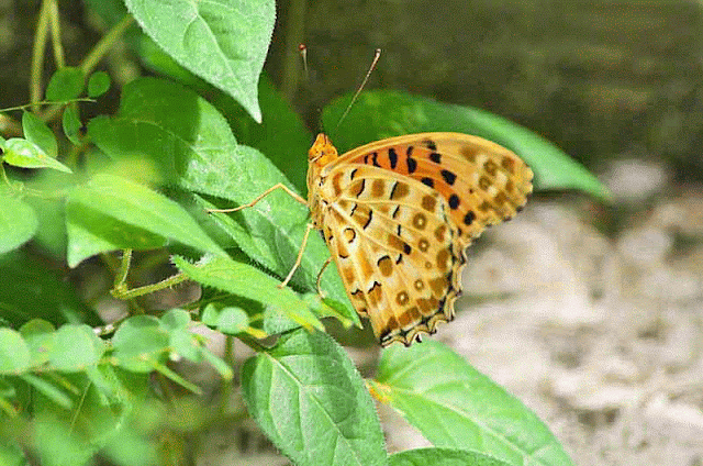 orange butterfly, GIF, Brentis daphene, vegetation