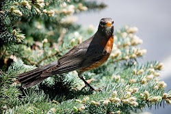 robin bird flying into window 4