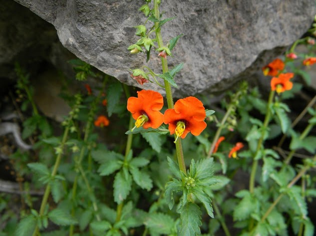 especies chilenas: El Ajicillo (Alonsoa meridionalis)