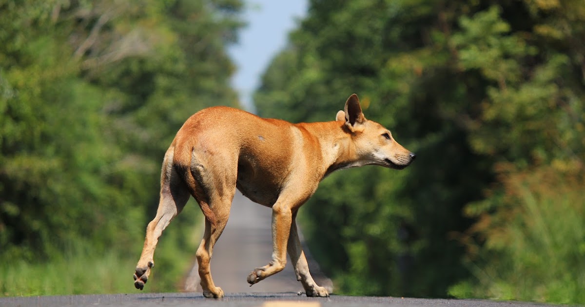 Author's DictionVipin Behari Goyal Does a Dog Know That He is A Dog