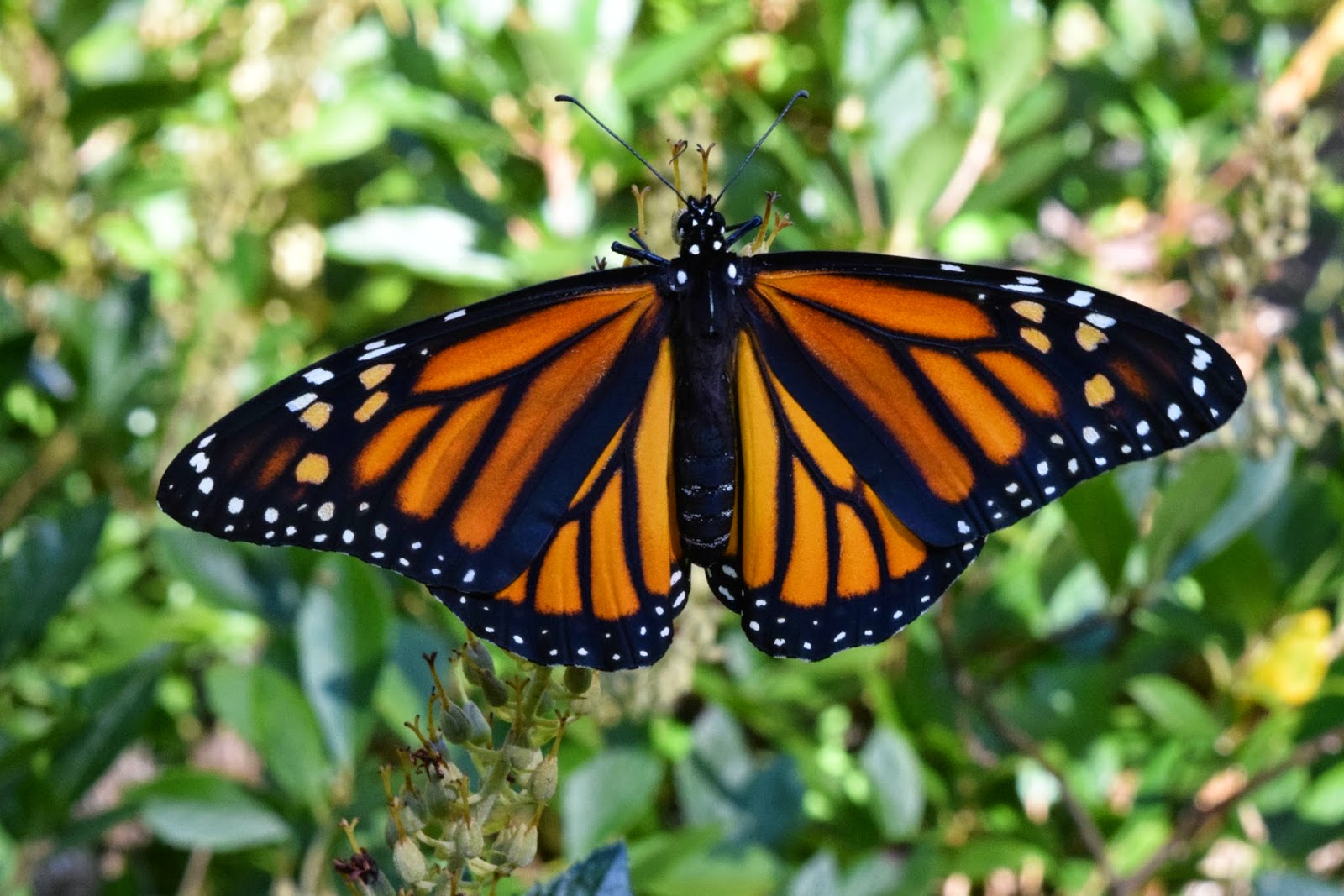 Using Native Plants Yes, Monarch Butterflies Do Breed