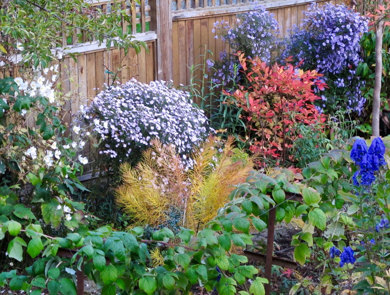 Using Georgia Native Plants Oakleaf Hydrangea A Four Season Shrub