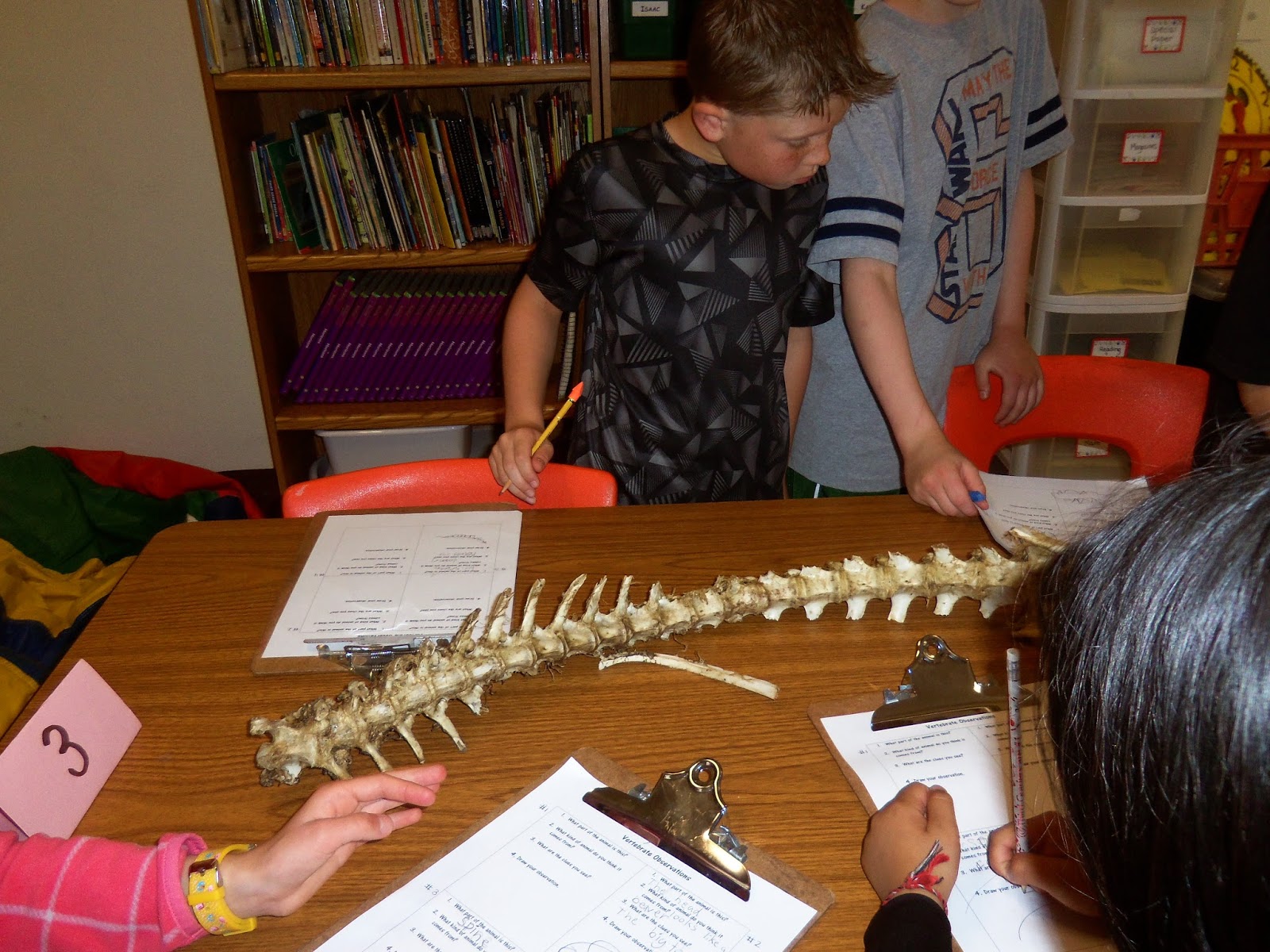 Mrs. Barnard's 3rd Grade Class: Bone Scavenger Hunts
