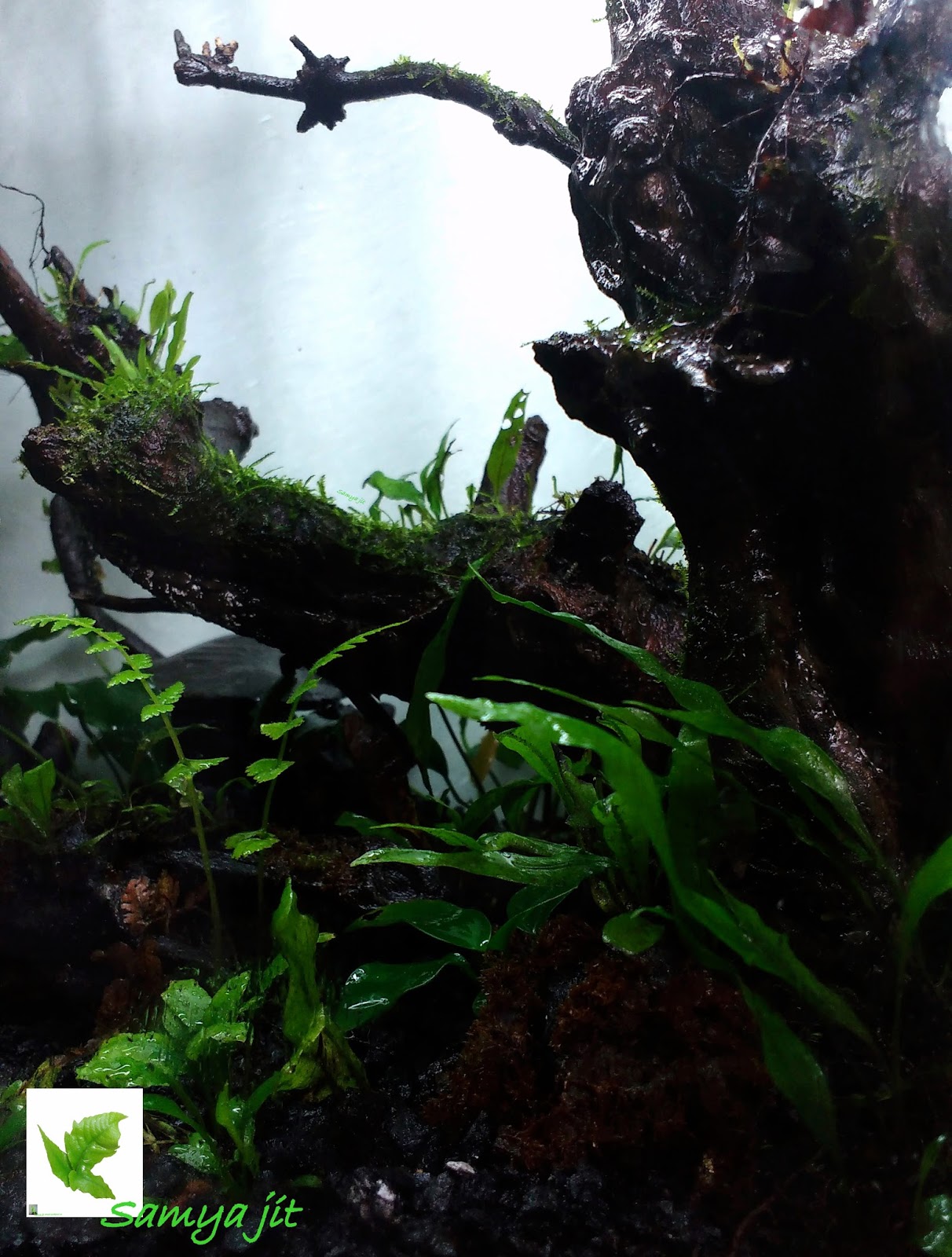 NATIVE AQUATIC Paludarium with native indian plants