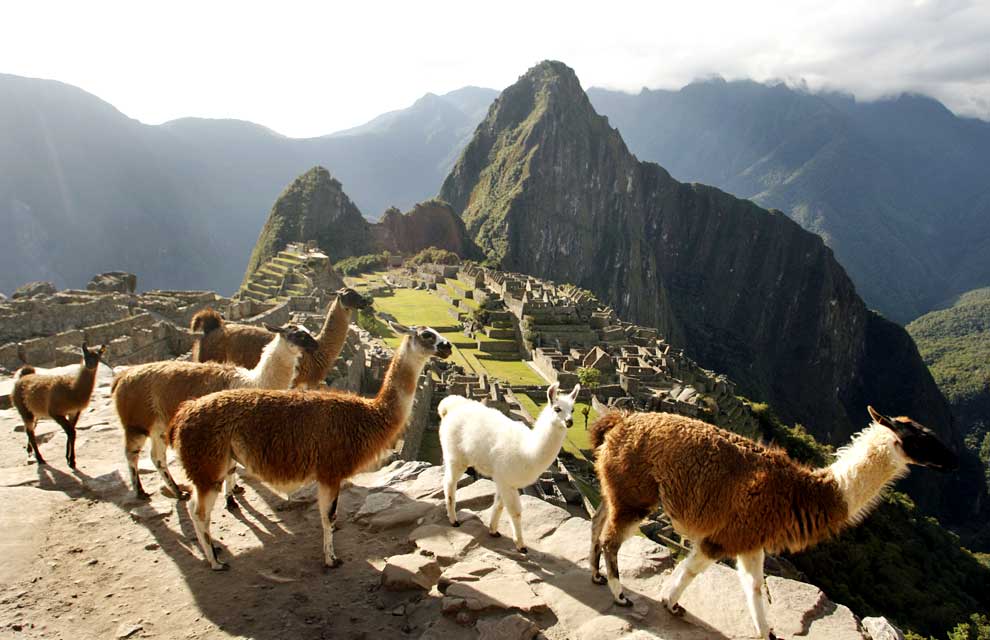 Llamas+on+Machu+Picchu.jpg
