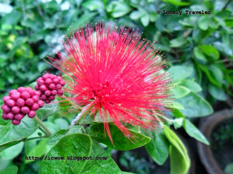 Pink Powderpuff - Calliandra emarginata
