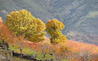 Tornavacas castaños en otoño