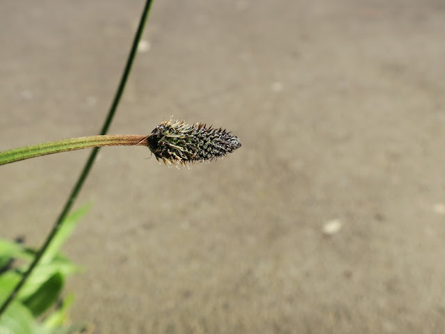 Ribwort head showing ribs on stem - with tarmac background