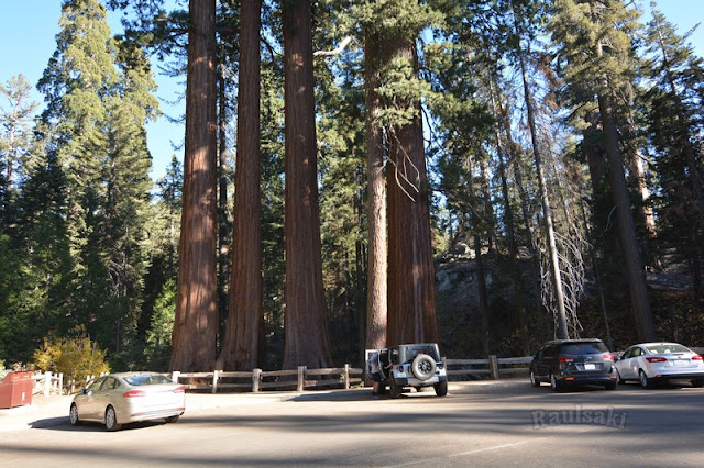 Sequoia National Park- caminando por el Bosque Gigante - Viaje con tienda de campaña por el Oeste Americano (20)