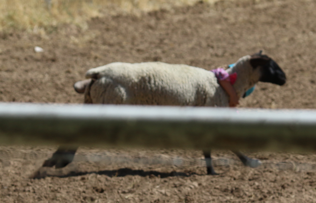 Desert Survivor Labor Day Kids Rodeo at Leamardo Days, Leamington, Utah