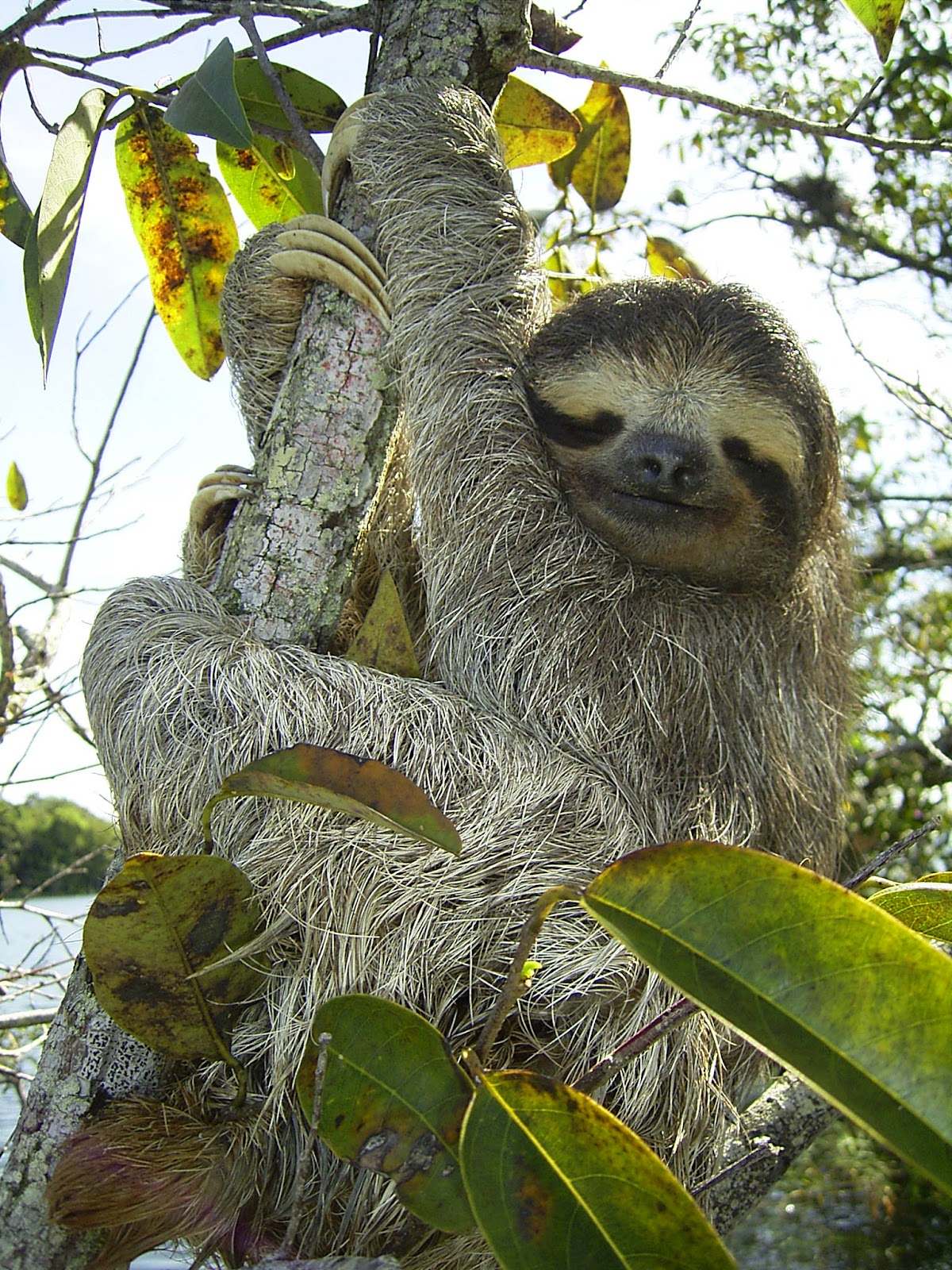 Animals: Three-Toed Sloth
