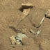 Independent: Το Curiosity βρήκε ένα... οστό στον Αρη -Τί μυστικά κρύβει ο «κόκκινος πλανήτης»; 