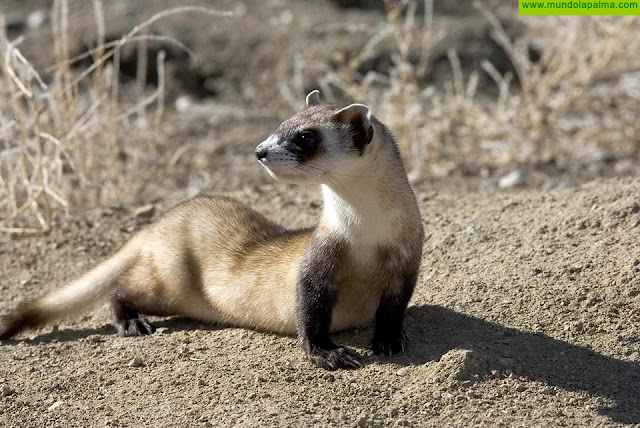 El Gobierno Canario apela a la sensibilidad a los cazadores para evitar el abandono de hurones