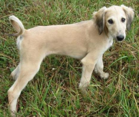 saluki_pup.JPG