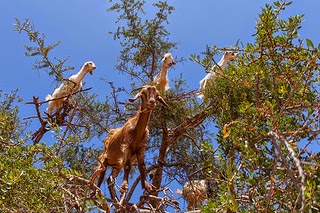 Goats are excellent climbers of the argan tree photo by Grand Parc Bordeaux France